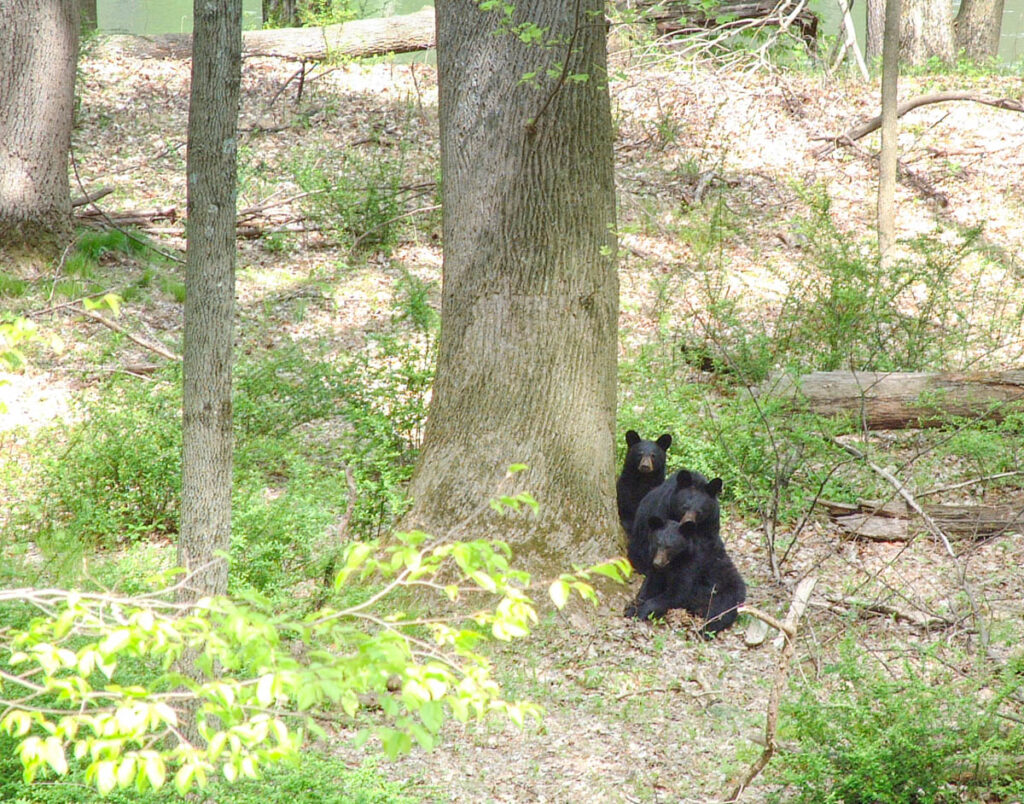 A family of black bears, a mother and two cubs, perhaps six months old, grouped together under a tree in a meadow by a river. The mother is between the two cubs, with her head cutely resting on the cub in front of her.